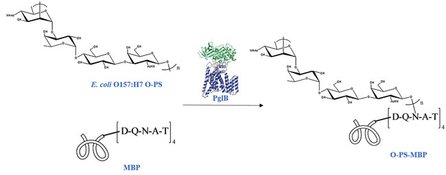 Schematic for biosynthesis of O-PS-MBP.