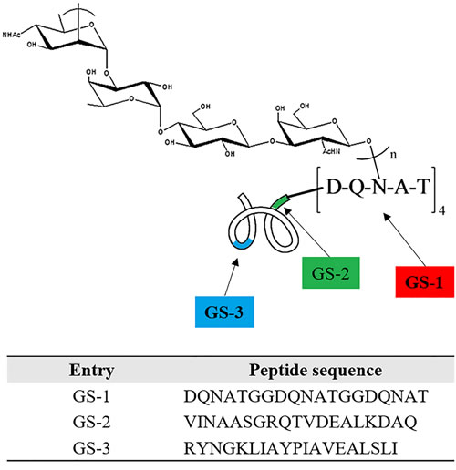 Schematic for peptides GS1, GS2 and GS3.