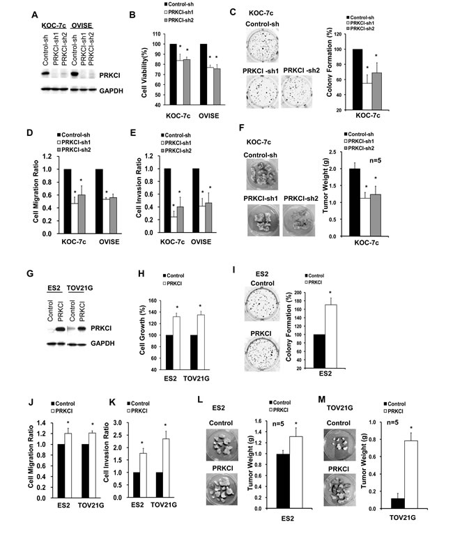 Oncogenic function of PRKCI