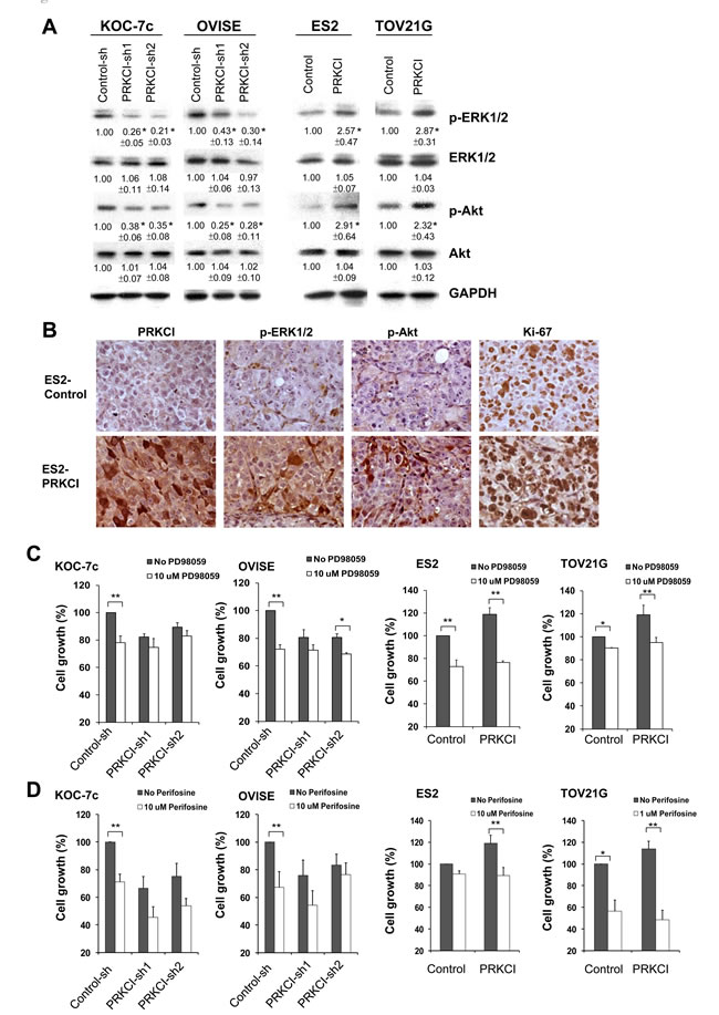 PRKCI regulates oncogenic function through the activation of the ERK and Akt signaling pathways.