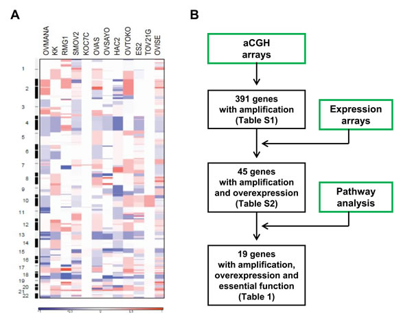 Global genomics analysis of clear cell ovarian cancer.