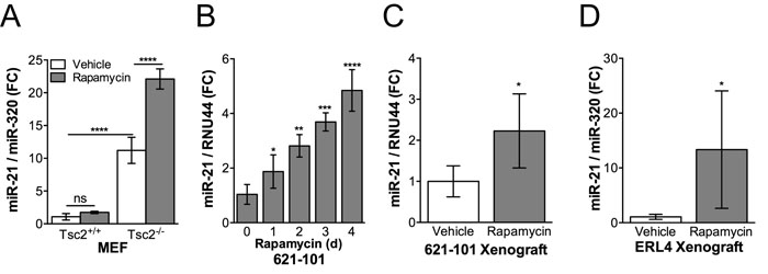 Rapamycin induces miR-21 expression in Tsc2