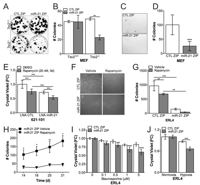 miR-21 promotes proliferation and apoptosis resistance in Tsc2