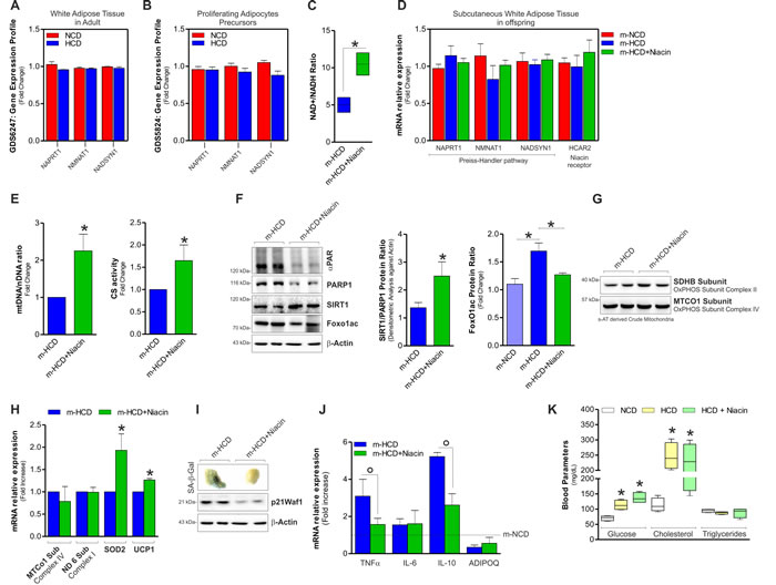 Niacin prevents m-HCD driving senescent phenotype in sAT of newborn mice.