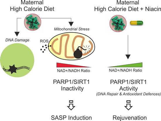 Schematic representation of the impact of maternal high calorie diet in offspring subcutaneous adipose tissue and rejuvenating effects of niacin.