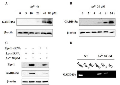 Fig 6: Egr-1 transcriptionally regulates As