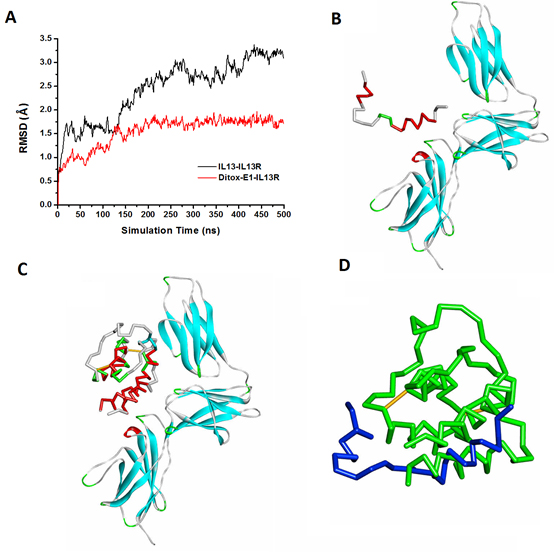 The molecular dynamics simulation of Ditox-E1(V1) and IL-13 to IL-13 receptor.