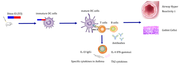 Potential molecular mechanism of IL-13 peptide vaccine in the murine acute asthma model.