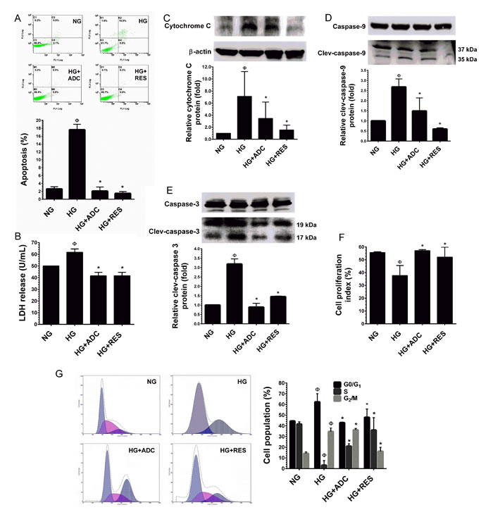 Protective effect of ADC on HG-induced HUVEC apoptosis and growth arrest.