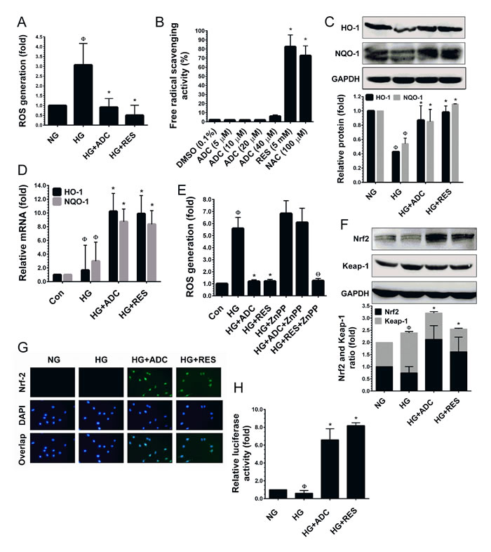 ADC activates Nrf2-dependent anti-oxidant defense in HUVECs.