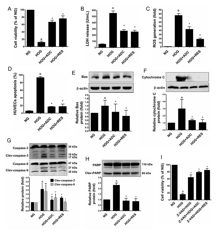 ADC protects HUVECs from hyperosmotic glucose (HOG)-induced cell death.