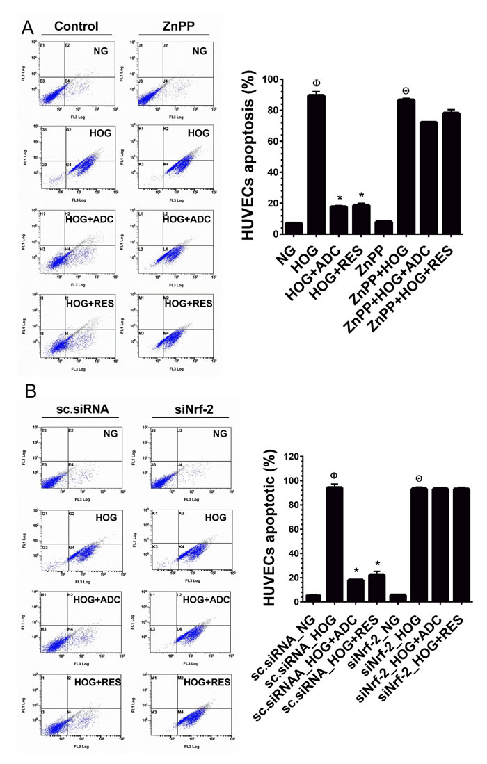ADC failed to protect HOG-induced HUVEC apoptosis under Nrf2 silenced conditions.