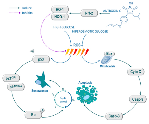 Schematic representation of antrodin C-mediated protection against high glucose or hyperosmotic glucose-induced senescence and apoptosis in human endothelial cells.
