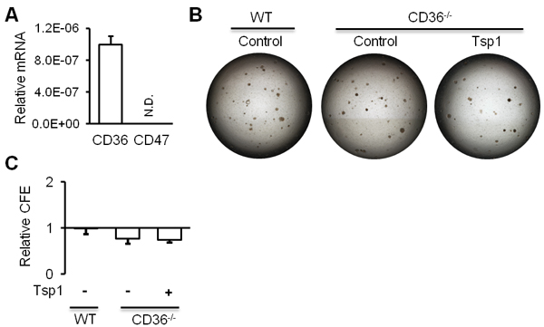 CD36 is required for Tsp1 promotion of mouse AT2 cell proliferation.