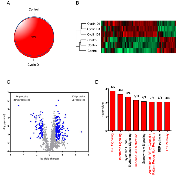 Proteome analysis of cyclin D1 conditioned medium identifies inflammatory cytokines and dendritic cell maturation pathways.