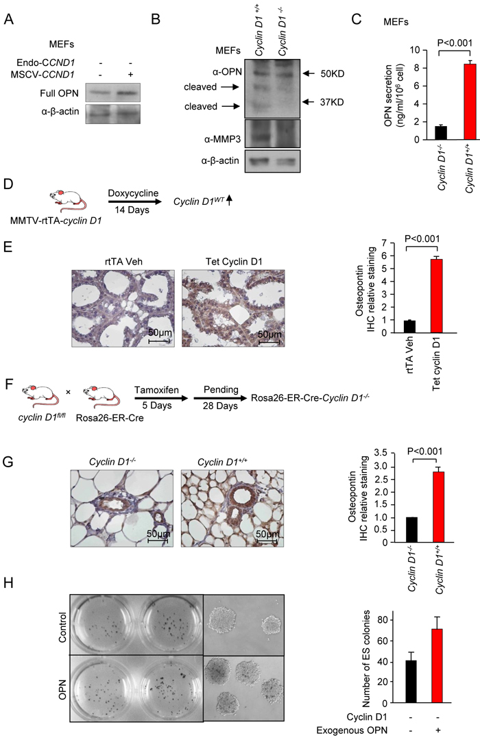 Cyclin D1 induces Osteopontin (OPN) abundance.