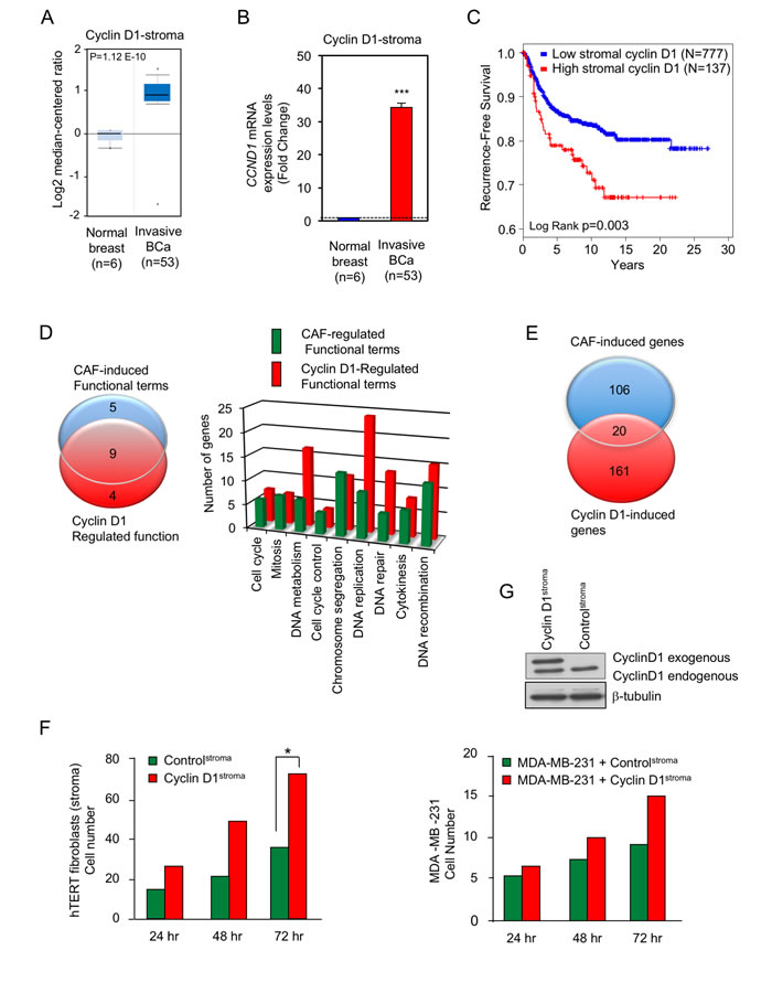 Cyclin D1 is increased in the stroma of human breast cancer associated with poor outcome.