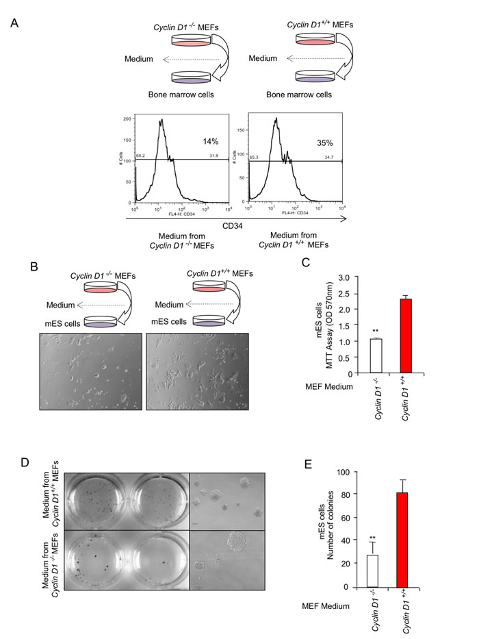 Cyclin D1 conditioned medium induces expansion of CD34 positive hematopoietic stem cells (HSCs) and promotes differentiation of CD34 positive hematopoietic stem cells (HSCs) into dendritic cells.