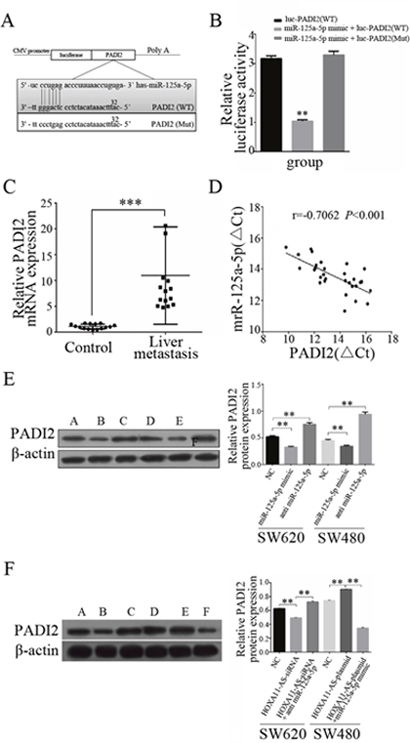HOXA11-AS modulates the expression of the endogenous miR-125a-5p target PADI2.