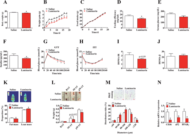 Effects of laminarin on high fat diet induced obesity and glucose homeostasis of C57/BL6 mice.
