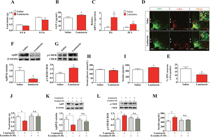 GLP-1 is required for laminarin-regulated energy homeostasis of C57/BL6 mice.