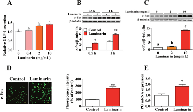 Effects of laminarin on GLP-1 secretion and c-Fos protein expression in STC-1 cells.