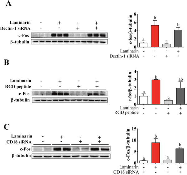 The roles of Dectin-1, CD18 and [Ca2+]i in laminarin-induced c-Fos expression.