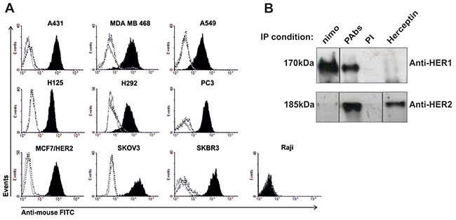 Recognition of tumor lines expressing HER1/HER2.