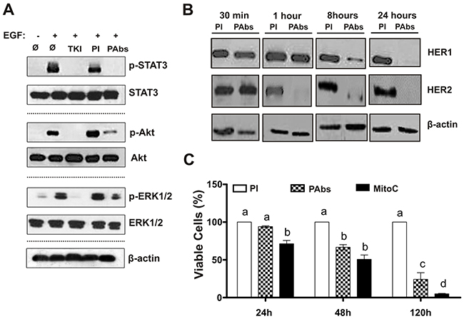 Induction of HER1/HER2 degradation, inhibition of downstream cascades signalling and reduction of H292 cells viability.