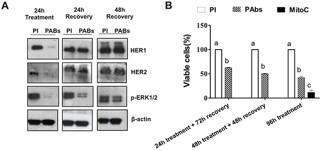 Impact of treatment removal on HER1/HER2 expression and H292 cells viability.