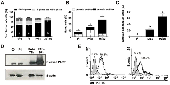 Cell cycle arrest and apoptosis induction.