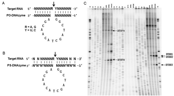 Schematic description of &#x201c;10-23&#x201d; DNAzyme.