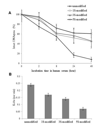 Effect of phosphorothioate-modification on DNAzyme stability in human serum and cleavage kinetics.