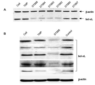 Inhibition of bcl-xL protein expression by bcl-xL DNAzymes.