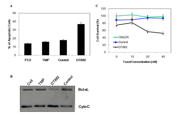 Induction of apoptosis by bcl-xL DNAzyme.