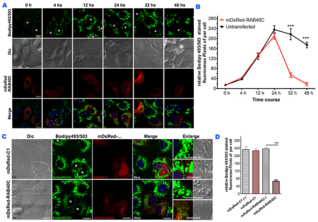 RAB40C reduced LD accumulation in LO2 cells.