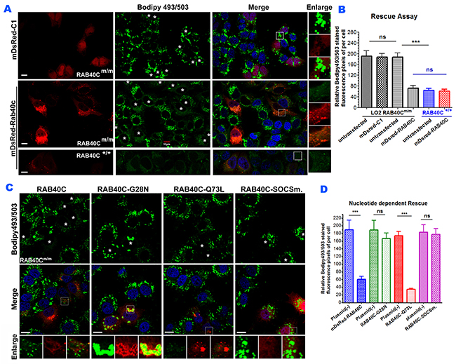 Re-introduction of RAB40C rescued the LD over-accumulation in RAB40Cm/m cells in a nucleotide-dependent manner.