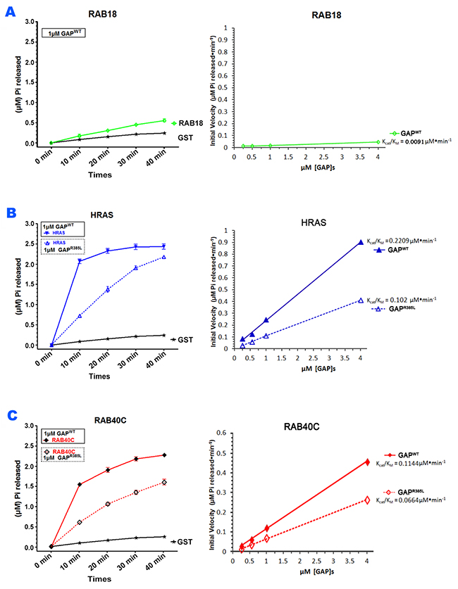 DAB2IP stimulated GTP hydrolysis of RAB40C.