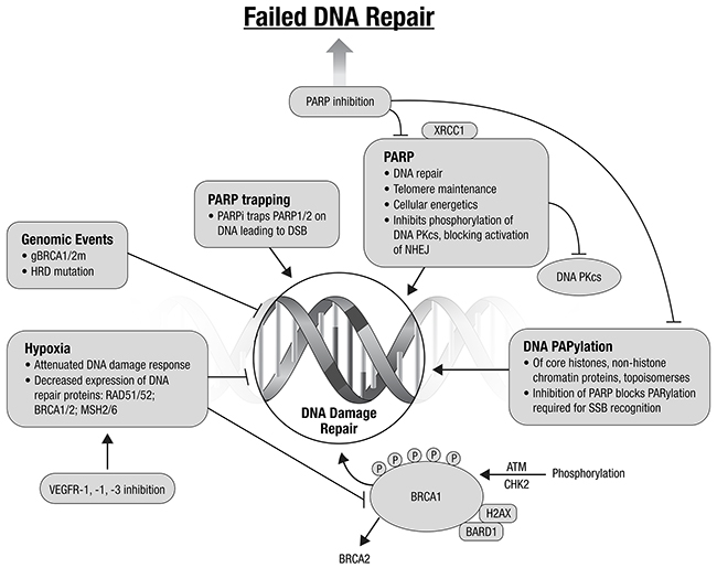 Augmenting DNA damage and repair: potential therapeutic directions (adapted from Ivy et al., 2016) [20].