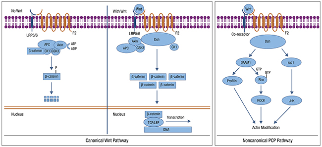 WNT Pathway: Most WNT signaling in EC occurs via the CTNNB1-dependent pathway.