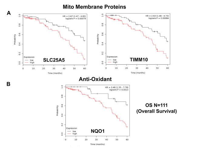 Mitochondrial membrane proteins and NQO1 are associated with poor clinical outcome in ovarian cancer patients.