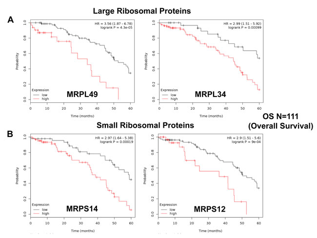 Mitochondrial ribosomal proteins (MRPs) are associated with poor clinical outcome in ovarian cancer patients.