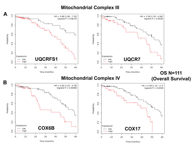 Mitochondrial complex III and IV proteins are associated with poor clinical outcome in ovarian cancer patients.