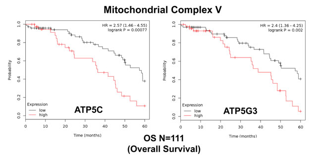 Mitochondrial complex V proteins are associated with poor clinical outcome in ovarian cancer patients.