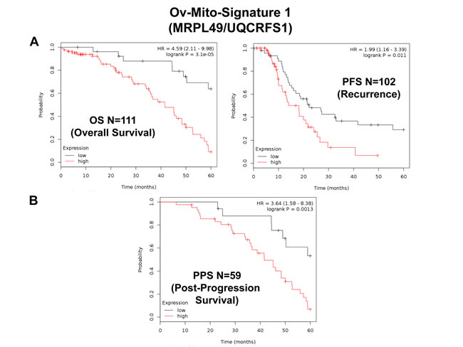 Ov-Mito-Signature 1 predicts patient outcome in ovarian cancer patients.