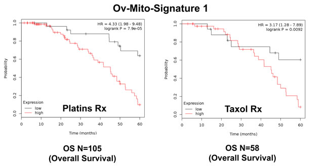 Ov-Mito-Signature 1 predicts the response to therapy in ovarian cancer patients.