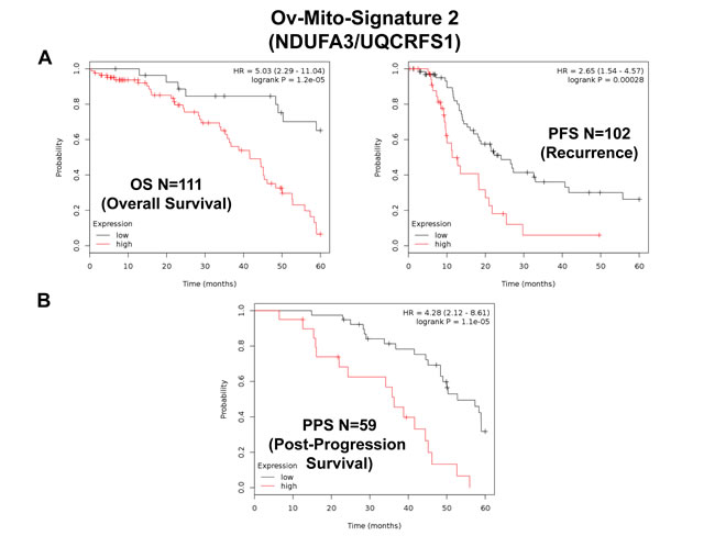 Ov-Mito-Signature 2 predicts patient outcome in ovarian cancer patients.