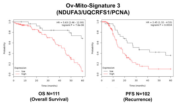 Ov-Mito-Signature 3 predicts patient outcome in ovarian cancer patients.