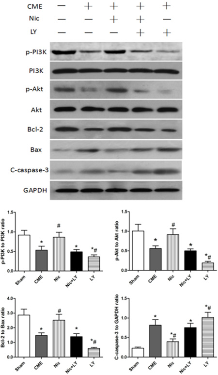Effects of nicorandil on the PI3K/Akt signaling pathway and myocardial apoptosis in rats.