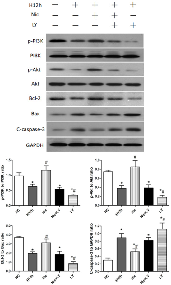 Effects of nicorandil on the PI3K/Akt signaling pathway and cardiomyocyte apoptosis in neonatal rats NC, normoxic control; H12h, 12-h hypoxia; Nic, nicorandil; LY, LY294002.